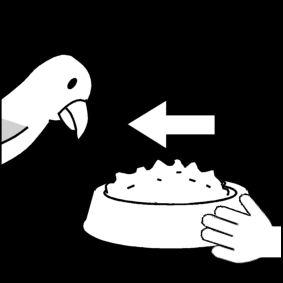 feed the parrot